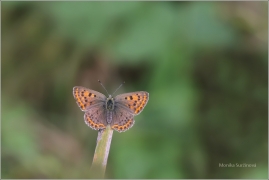 <p>OHNIVÁČEK ČERNOSKVRNNÝ - samička (Lycaena tityrus) ---- /Sooty copper - Brauner Feuerfalter/</p>